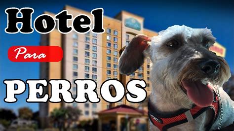 hoteles que aceptan mascotas en puebla